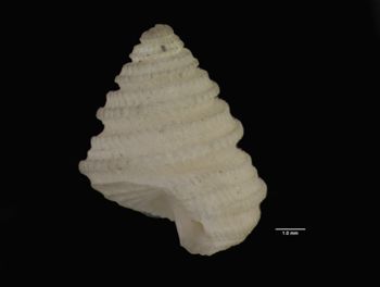 Media type: image; Malacology 7568